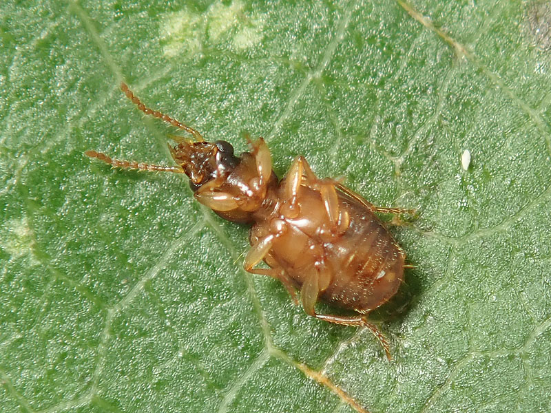 Carabidae: Perigona nigriceps ? S !